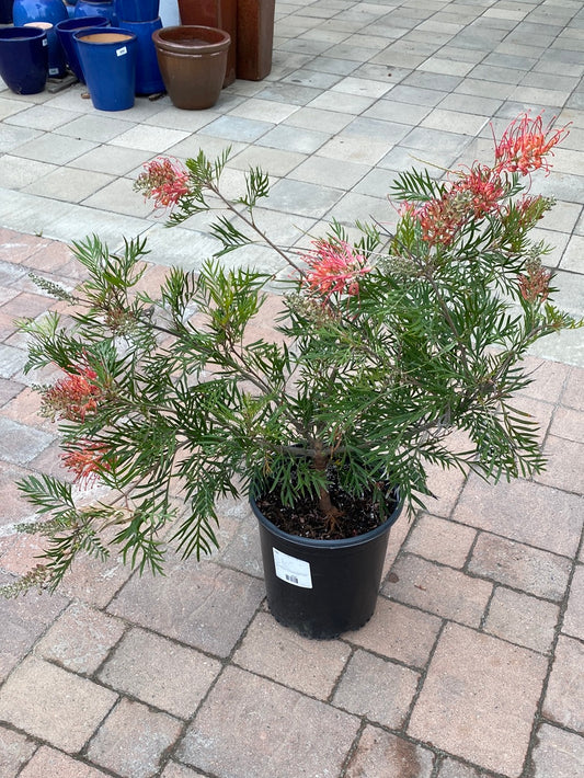 Grevillea ‘Ned Kelly’