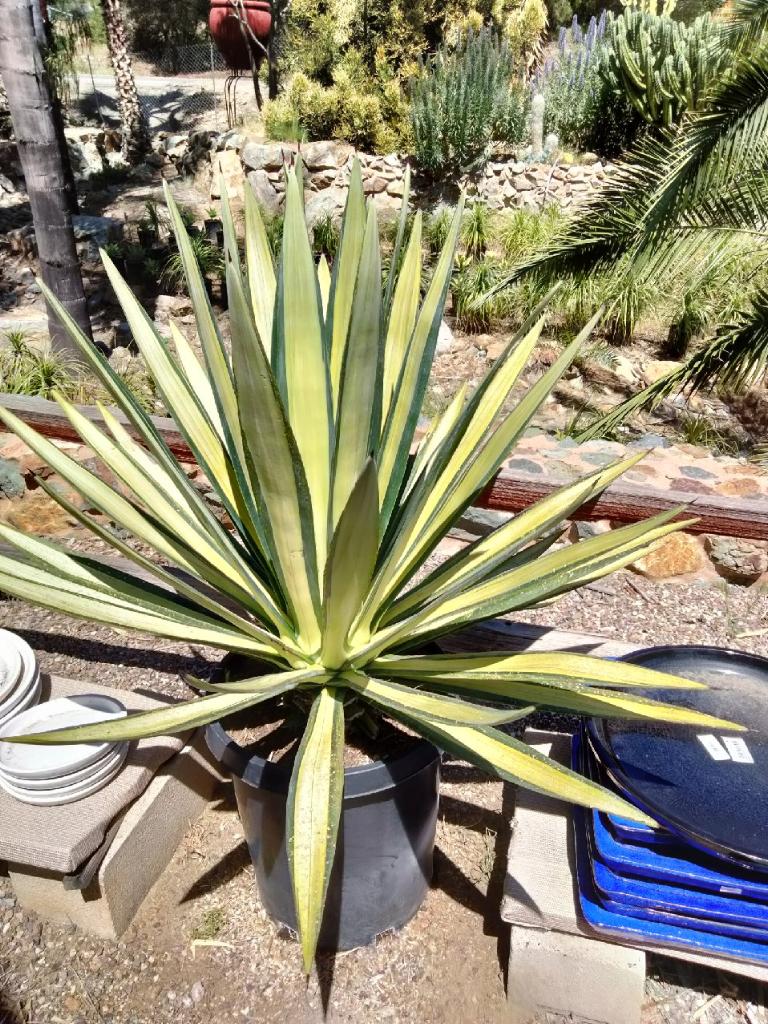 Agave sisalana 'Mediopicata'