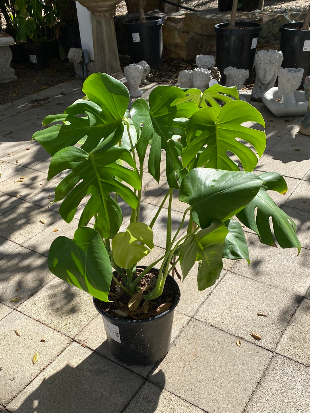 Monstera deliciosa