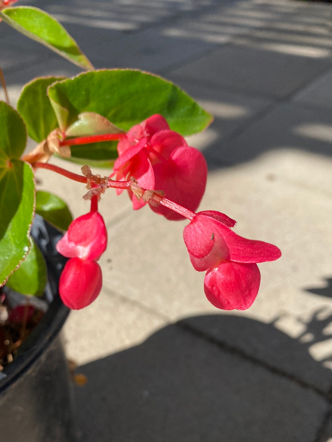 Begonia hybrida