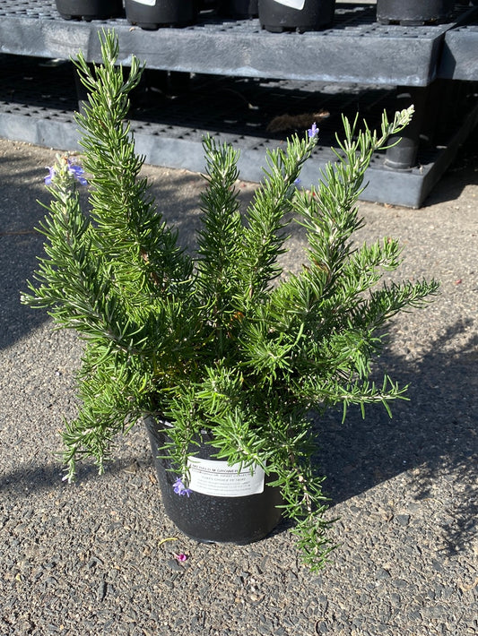 Rosemary officinalis 'Chef's Choice'