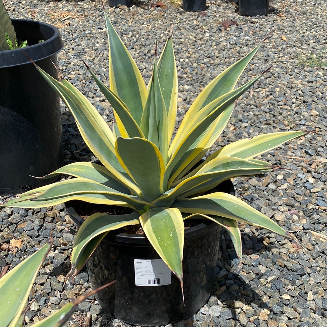 Agave weberi 'Arizona Star'