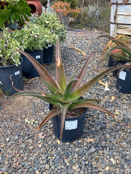 Aloe vaombe