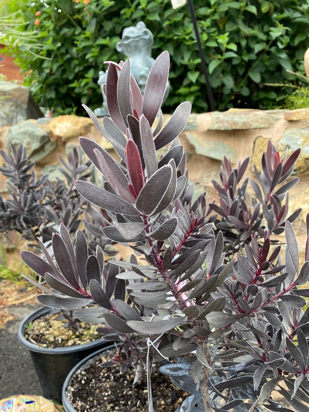 Leucadendron Ebony