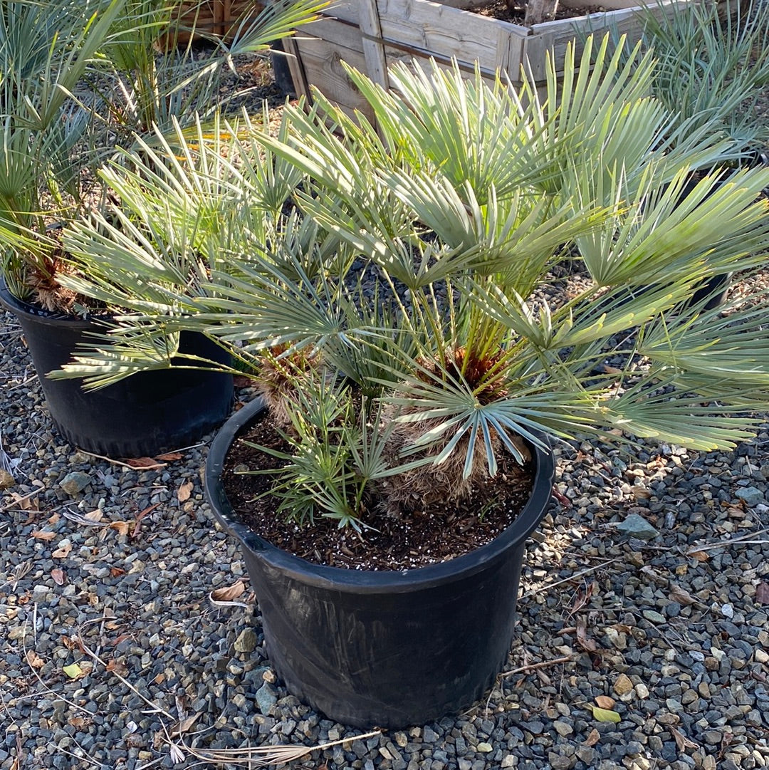 Chamaerops humilis cerifera