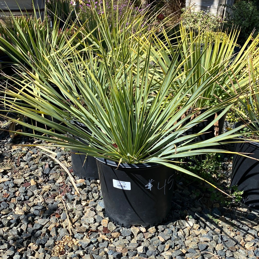 Yucca Rostrata