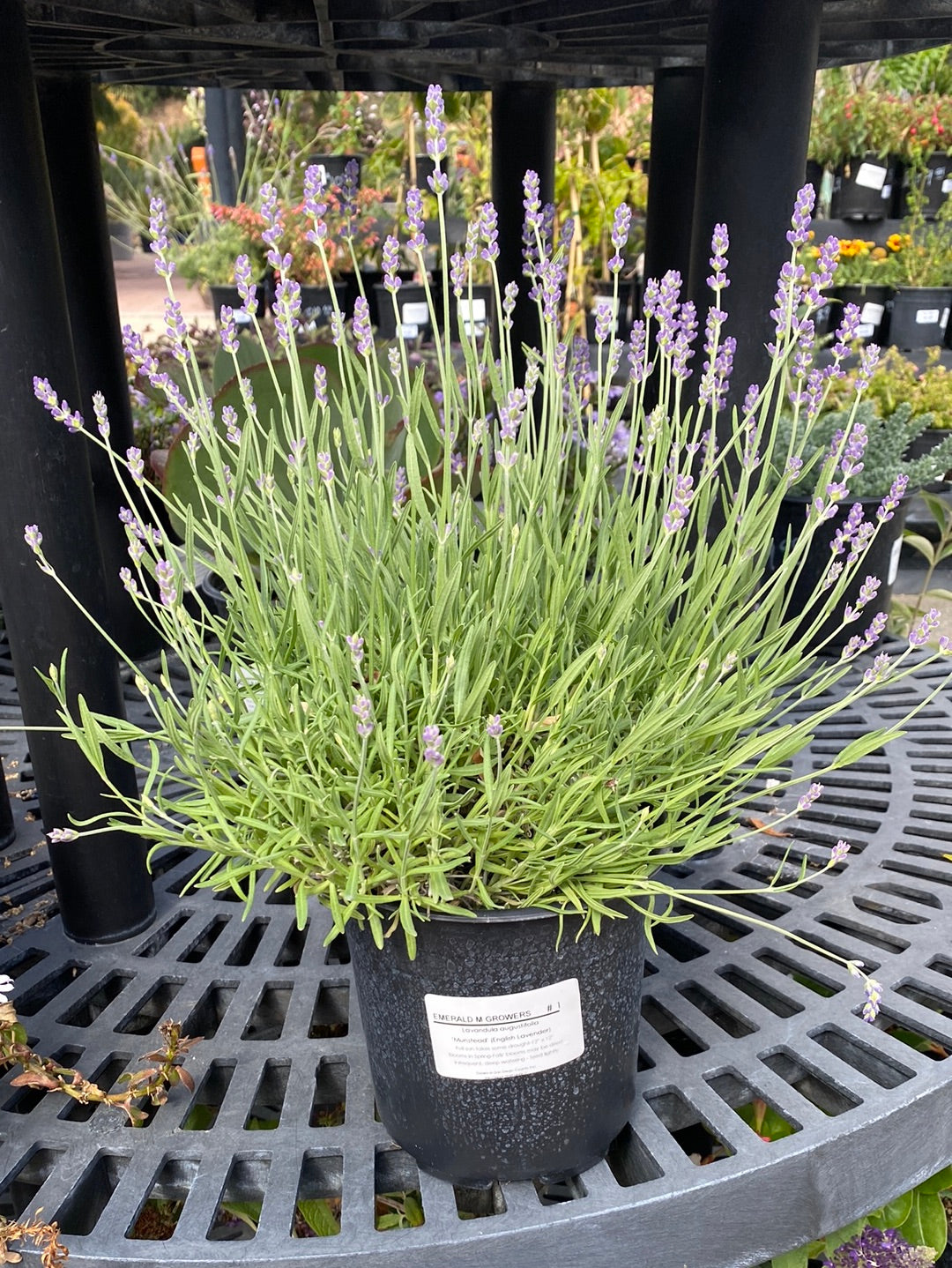 Lavandula augustifolia