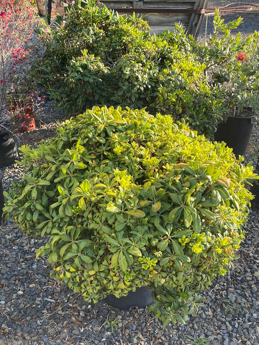 Pittosporum tobria