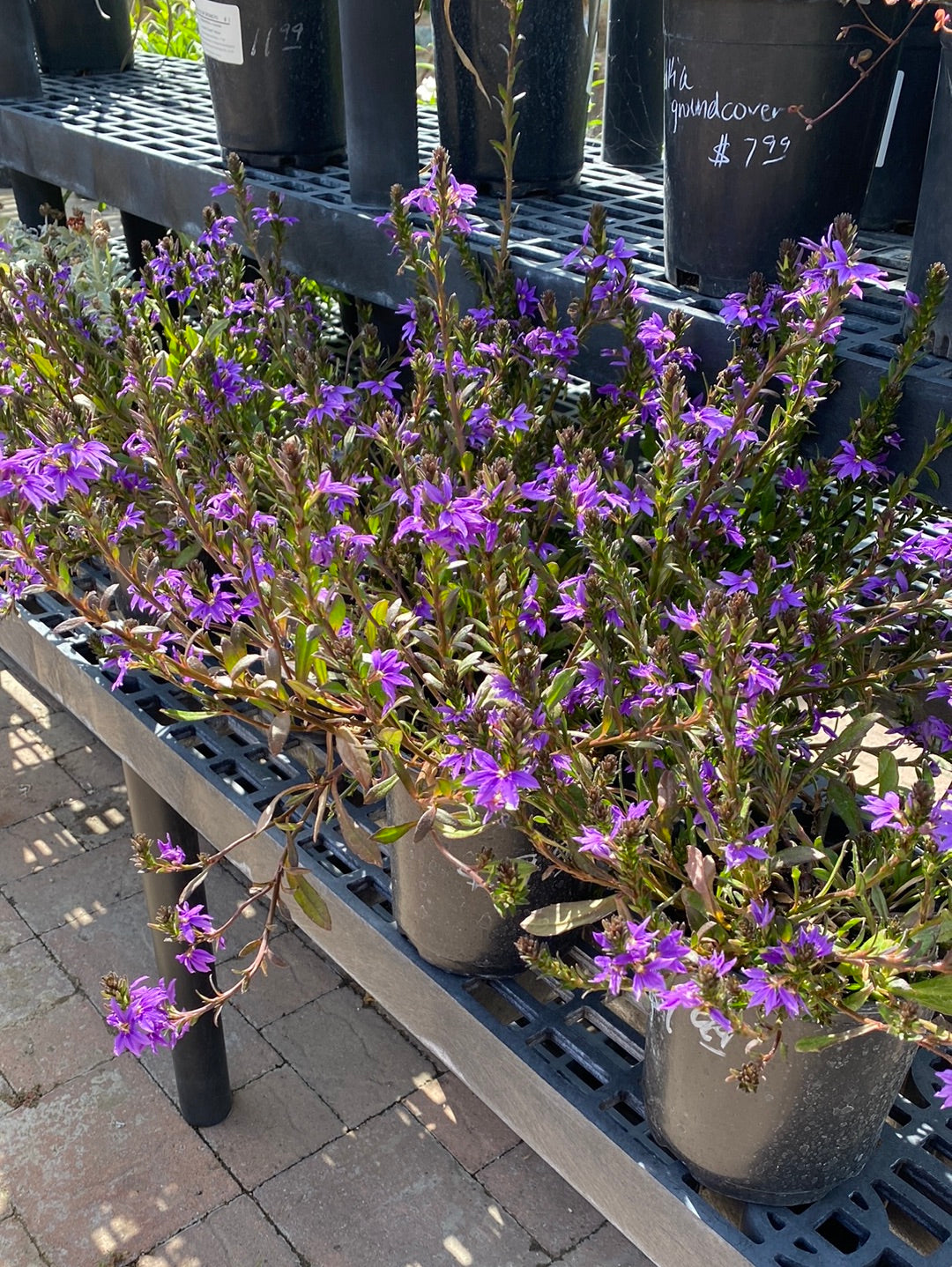 Scaevola ‘Purple Haze’