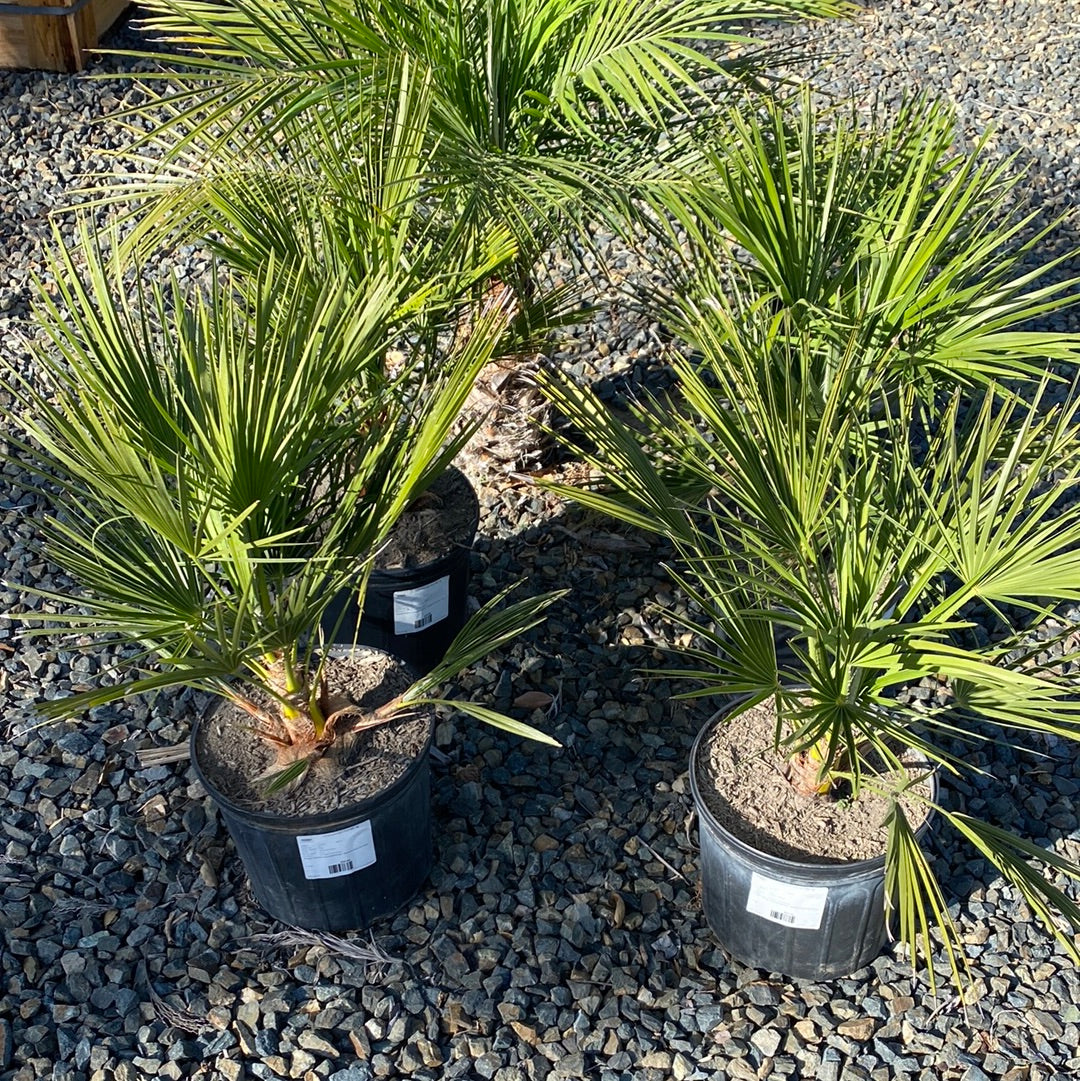 Chamaerops humilis