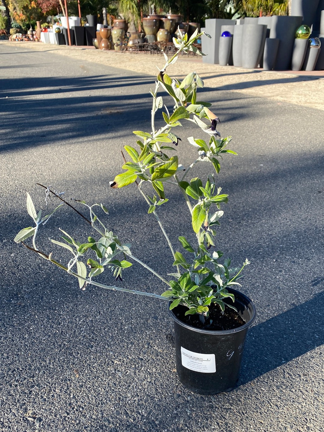 Salvia discolor