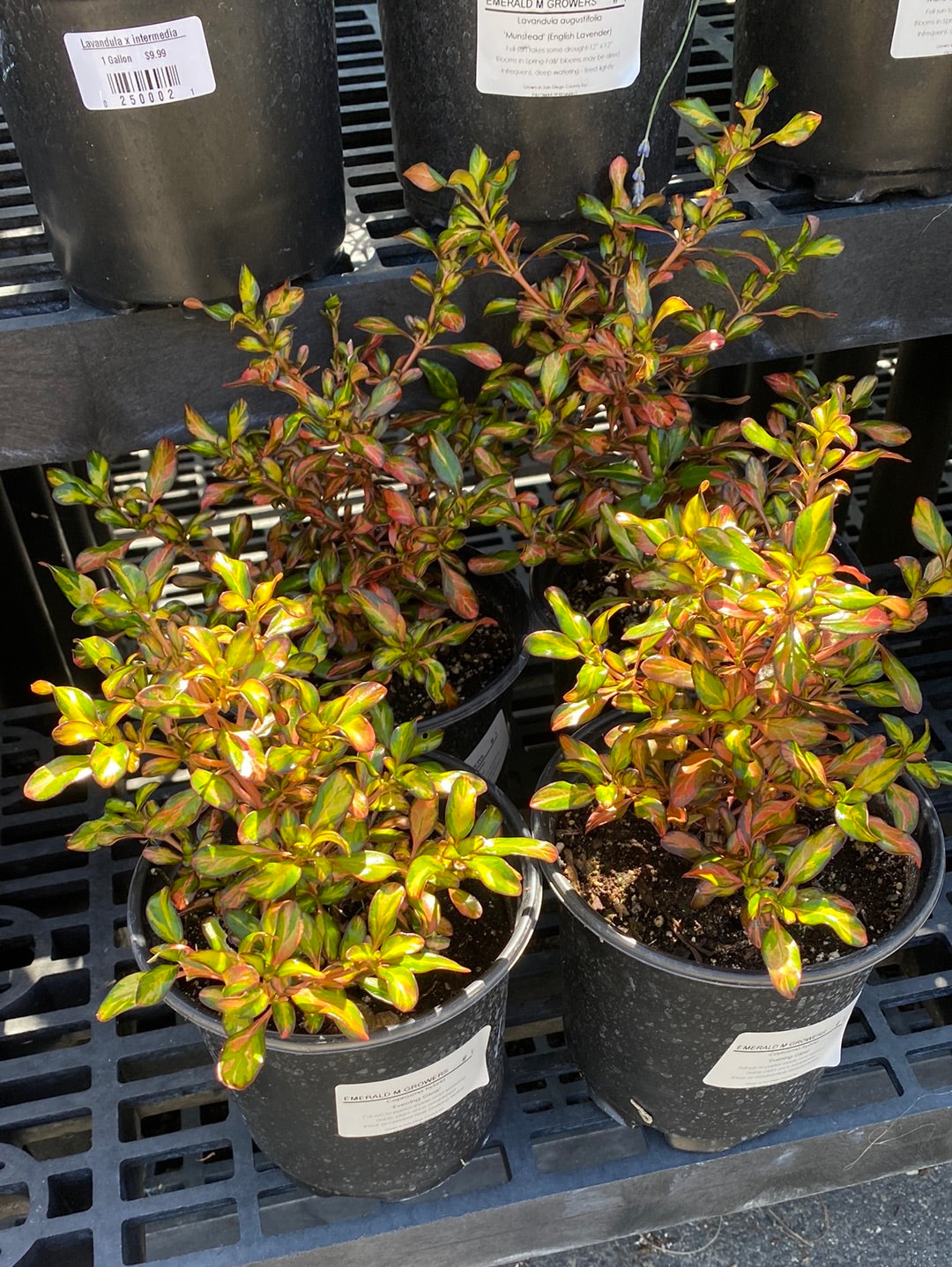 Coprosma hybrid ‘Evening Glow’