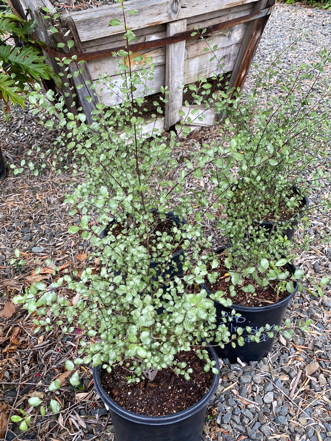 Pittosporum tenuifolium 'Silver Sheen'