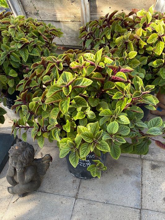 Plectranthus ‘Mona Lavender’