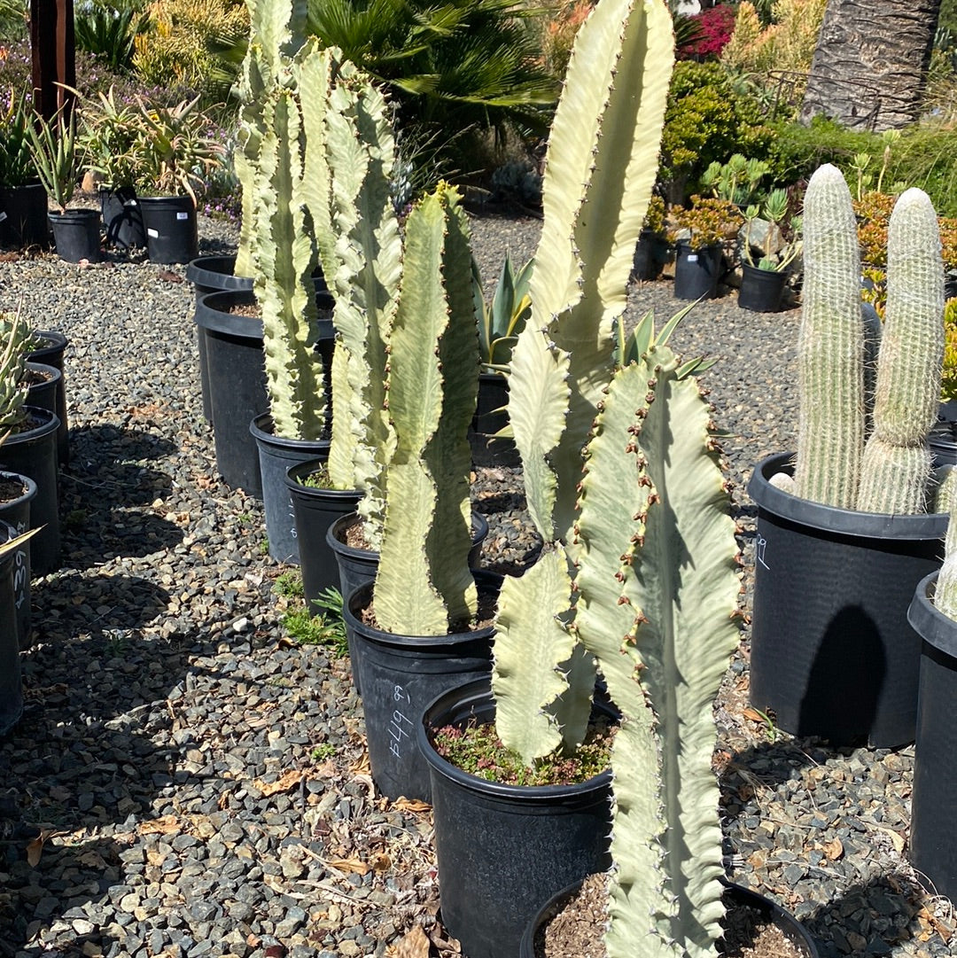 Euphorbia ammak 'Variegata'