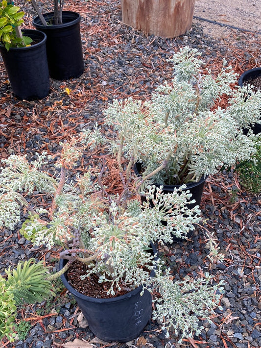 Euphorbia characias