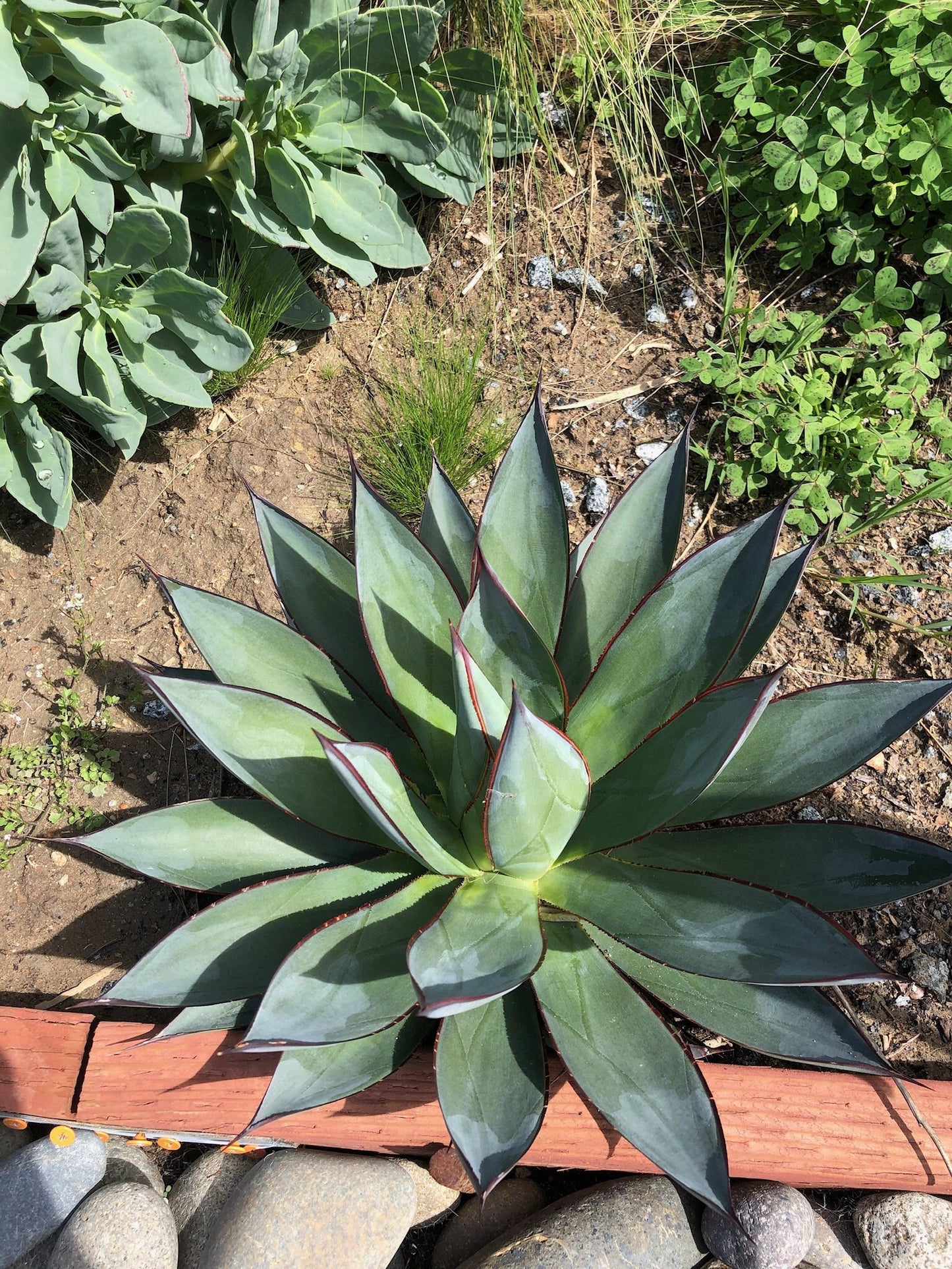 Agave 'Blue Glow'