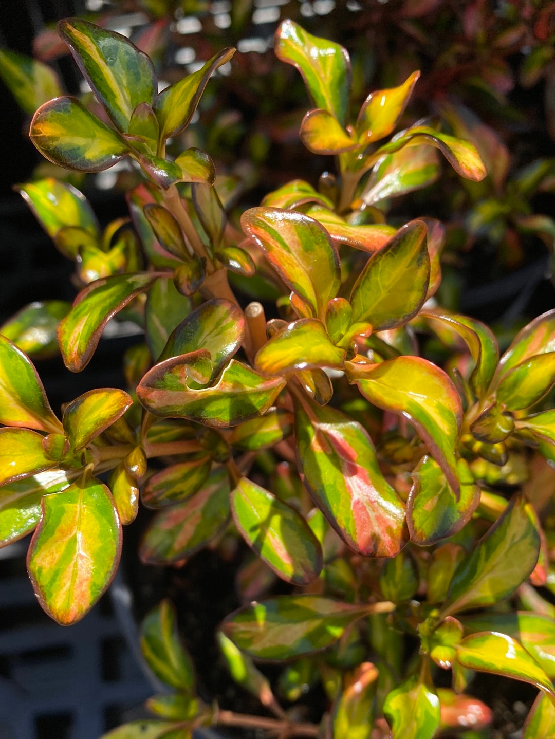 Coprosma hybrid ‘Evening Glow’