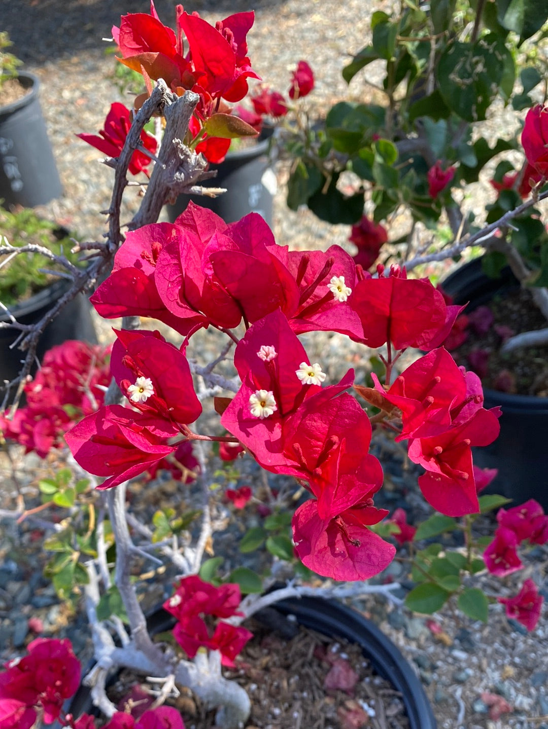 Bougainvillea ‘San Diego Red’