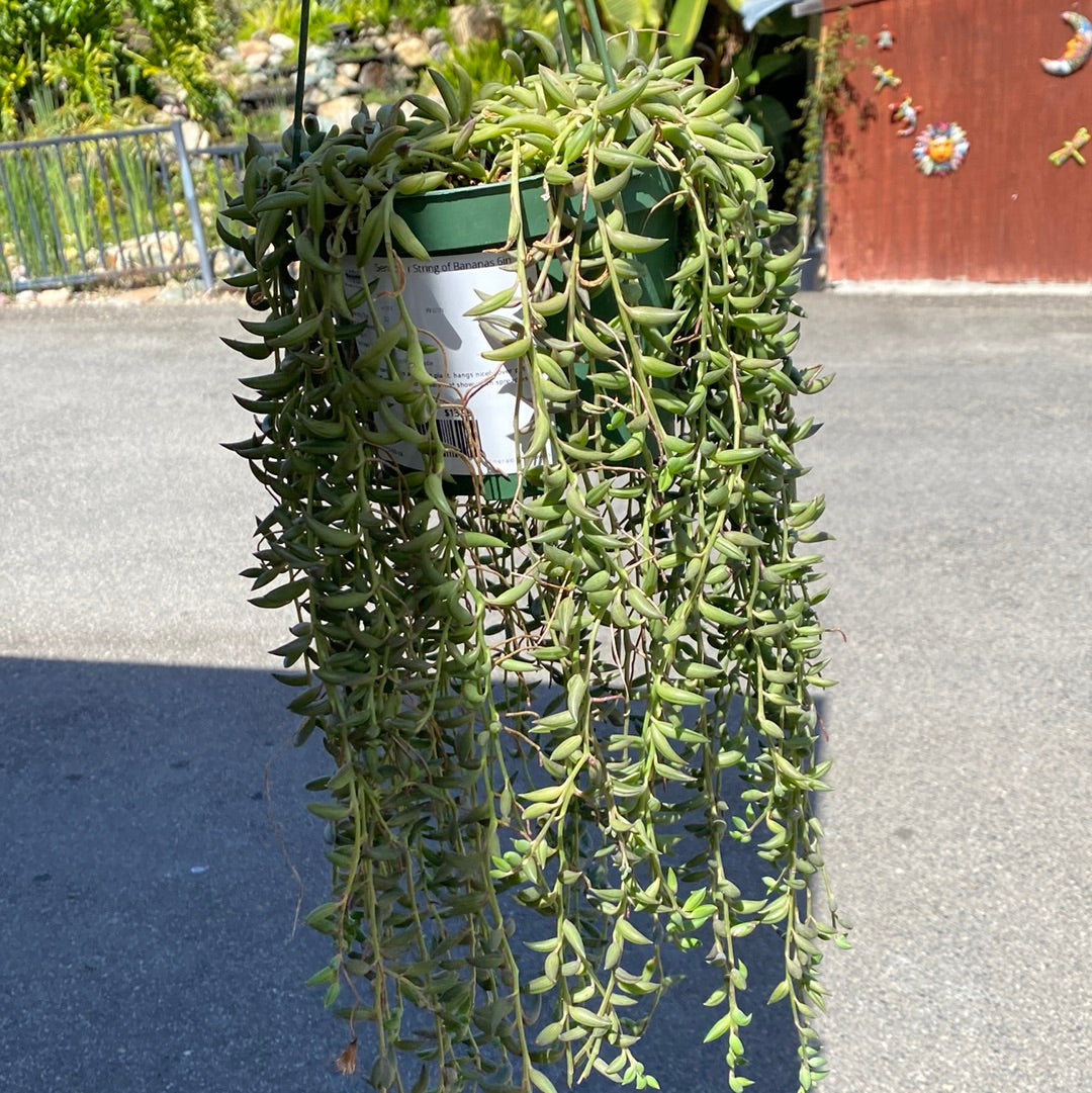 Senecio Radicans 'String of Bananas'