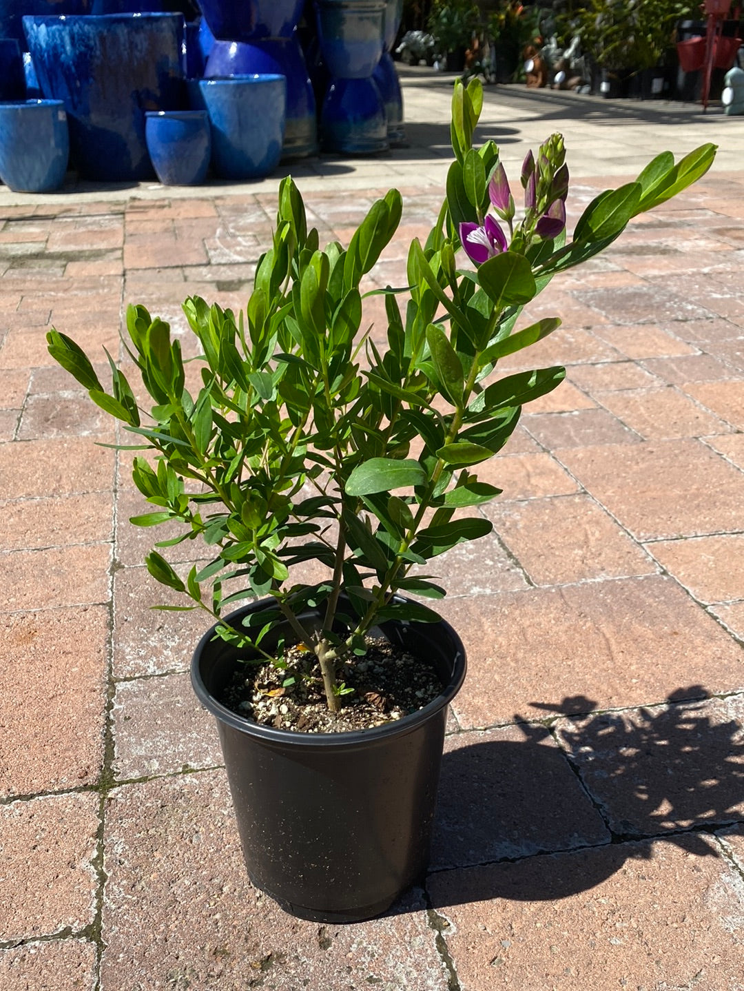 Polygala myrtifolia grandiflora