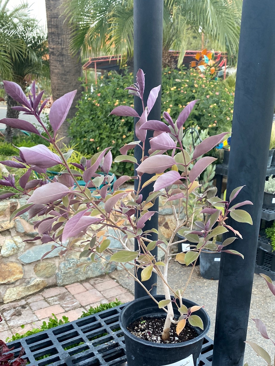 Vitex trifolia ‘Fascination’