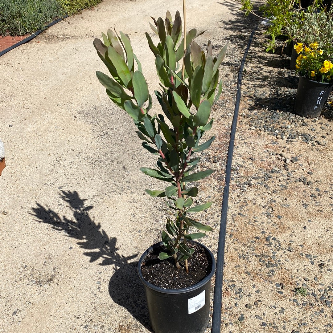 Protea susannae