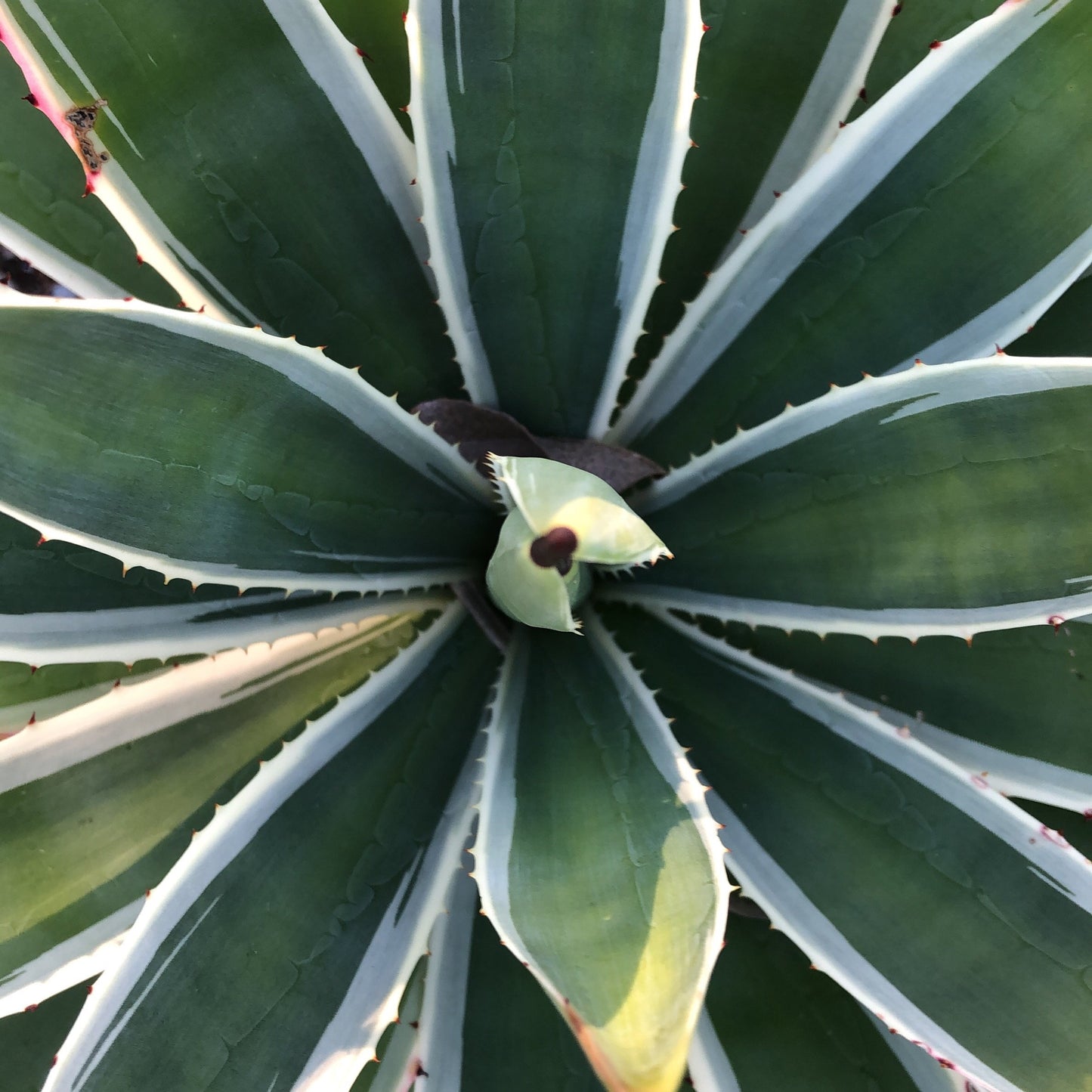 Agave angustifolia 'Marginata'