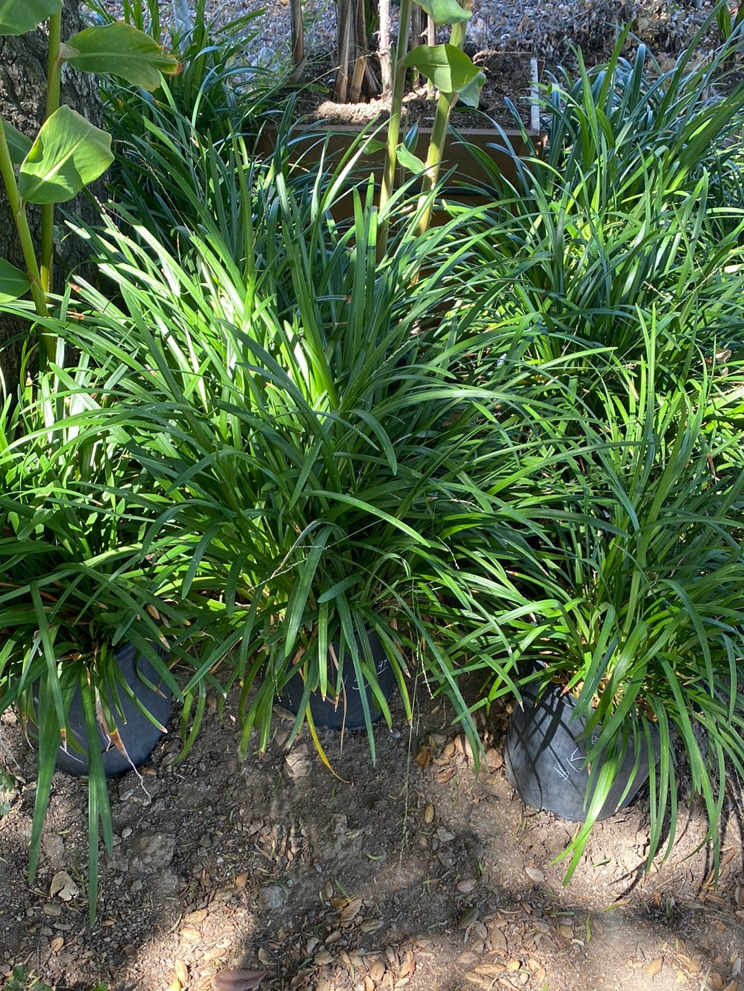 Liriope spicata