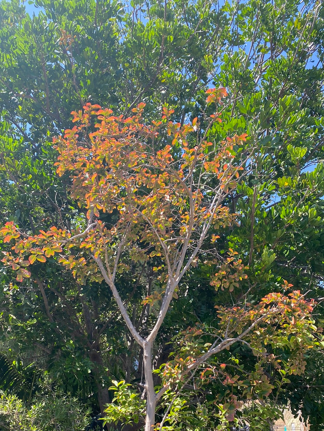 Lagerstroemia indica