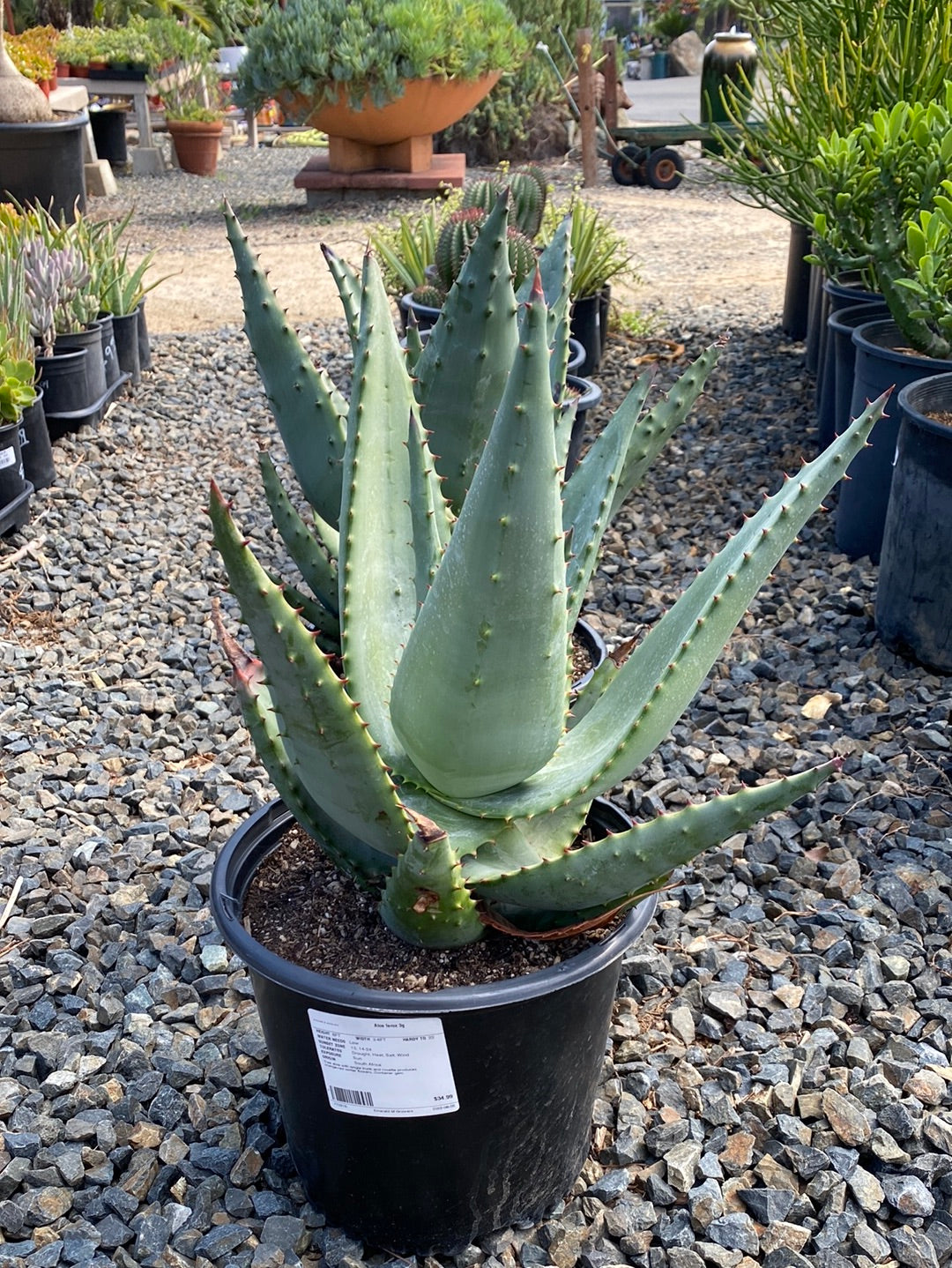 Aloe ferox