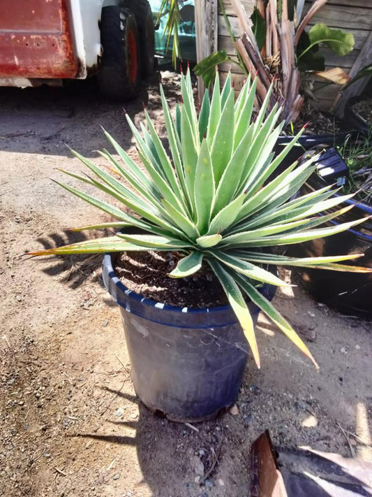 Agave angustifolia 'Marginata'