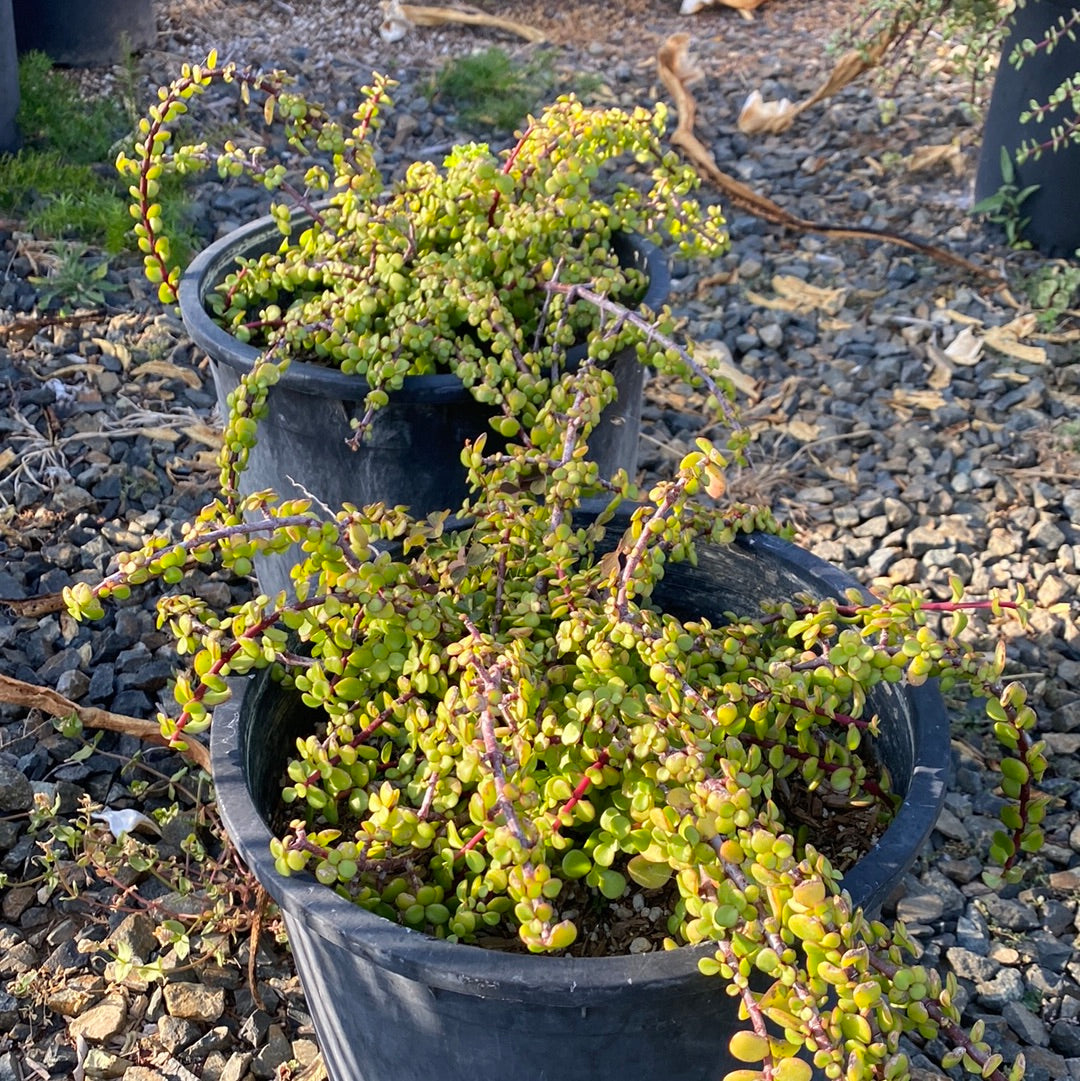 Portulacaria afra 'Minima'