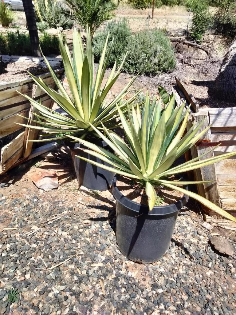 Agave sisalana 'Mediopicata'