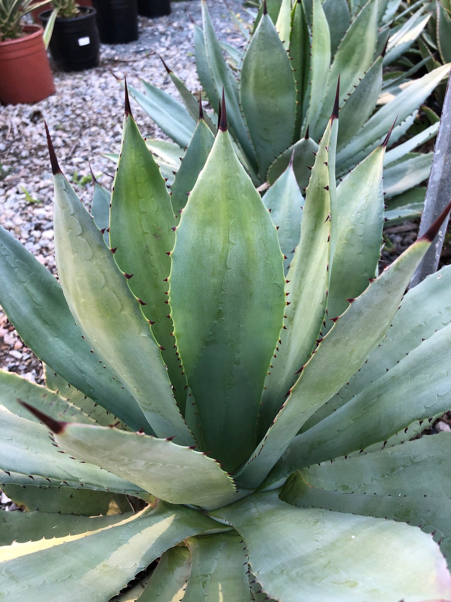 Agave parryi