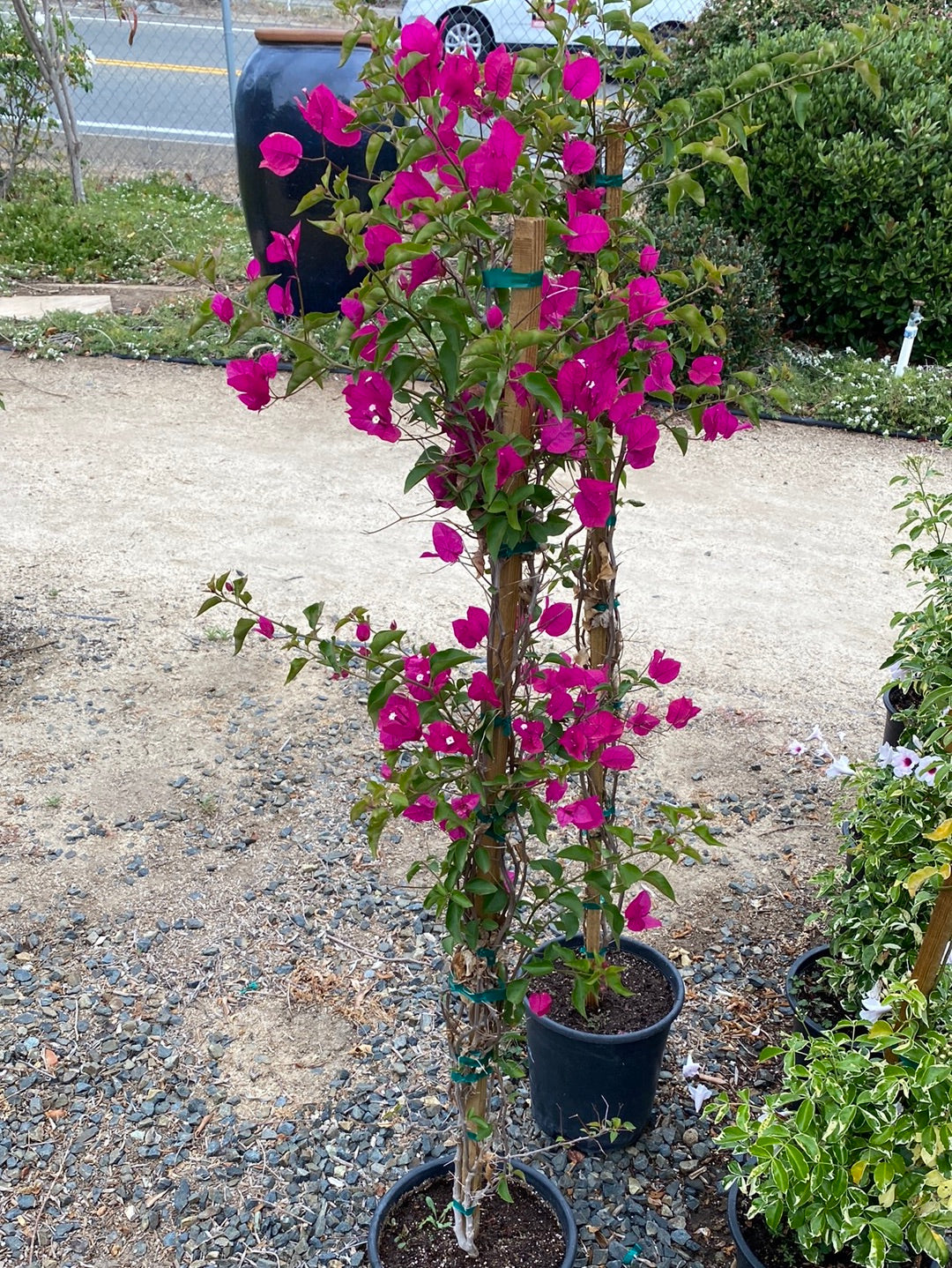 Bougainvillea ‘Miami Pink’