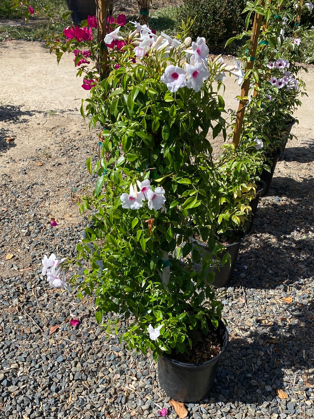 Pandorea jasminoides