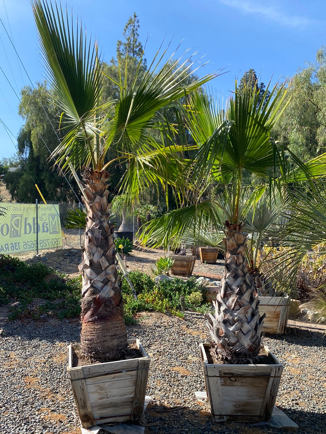 Washingtonia robusta