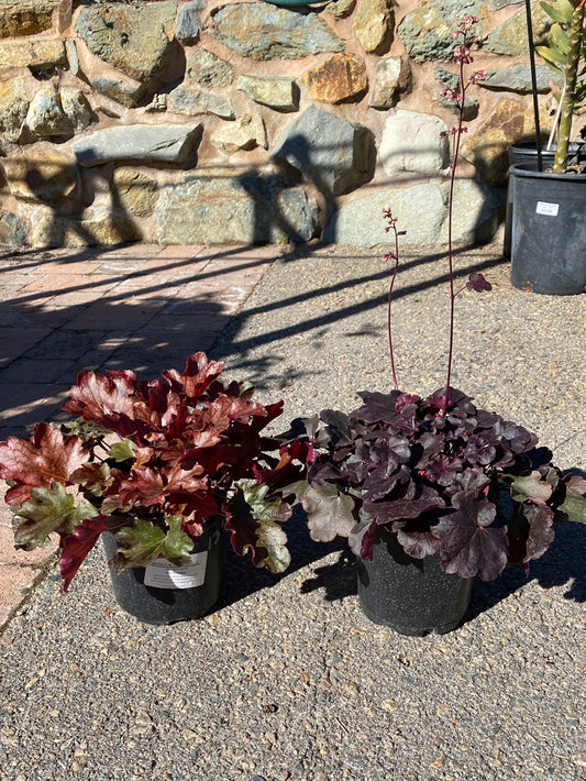 Heuchera hybrid