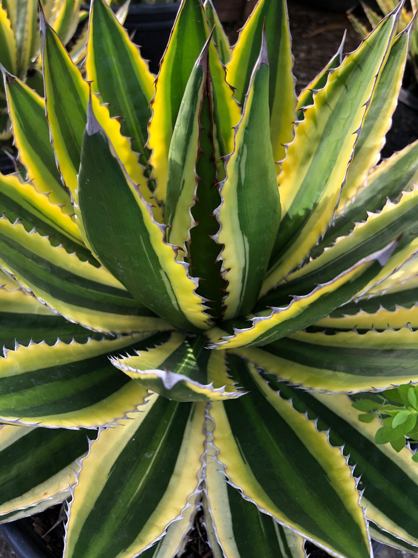 Agave lophantha 'Quadricolor'