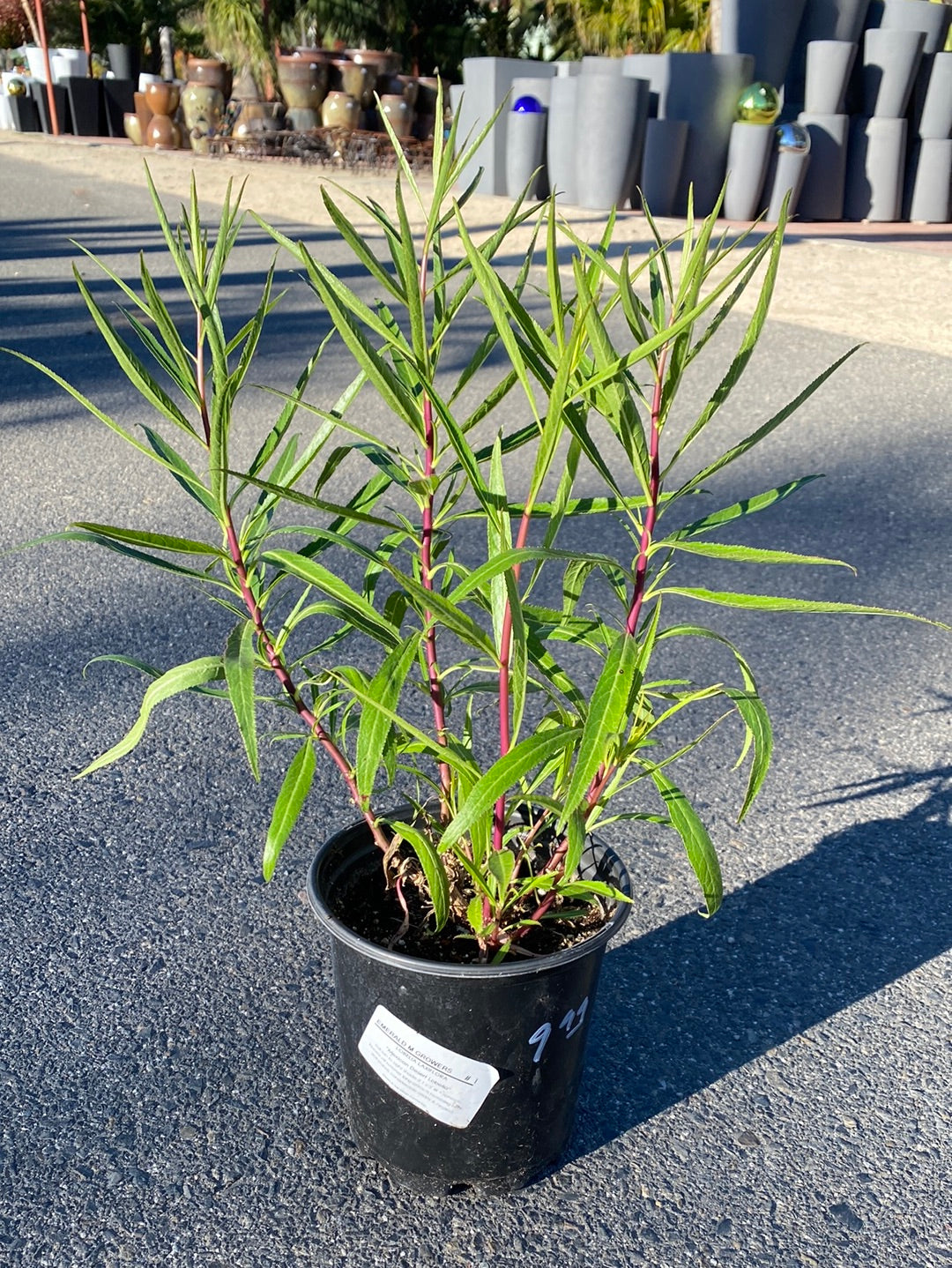 Lobelia laxiflora