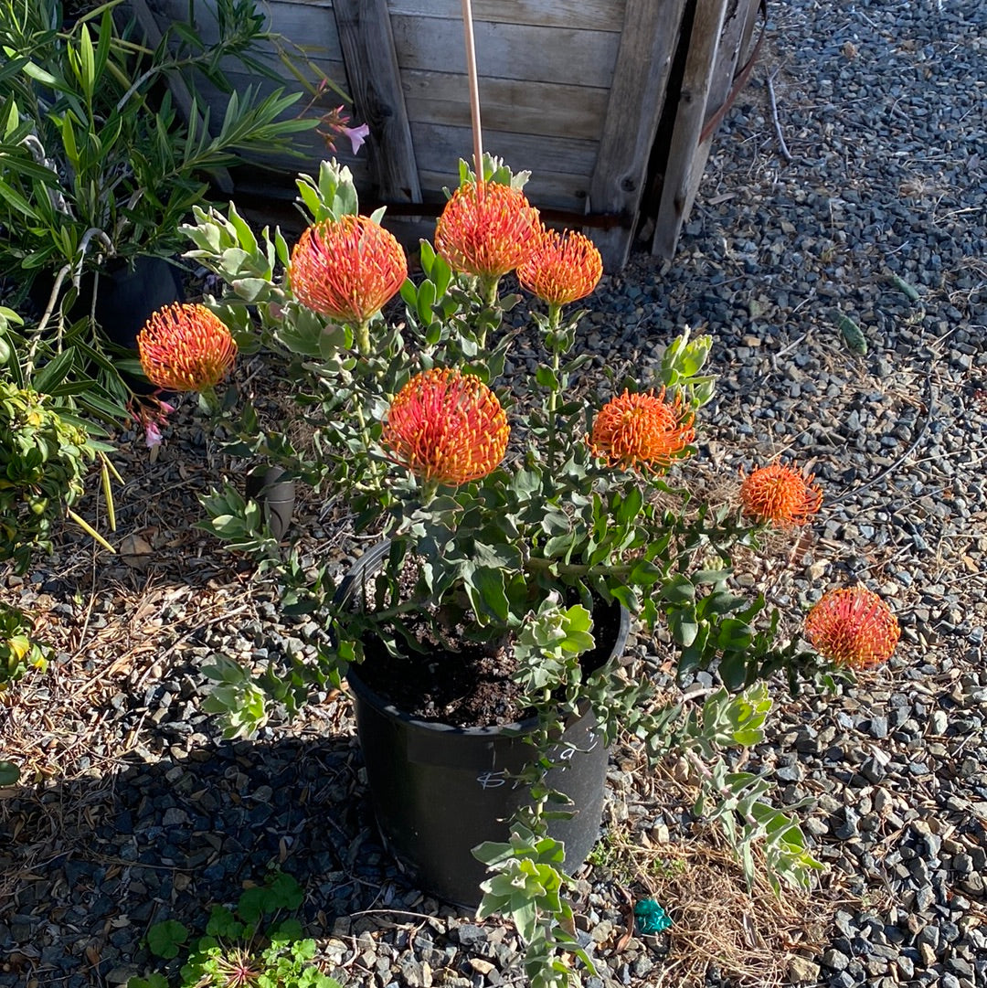 Leucospermum ‘Sunrise’