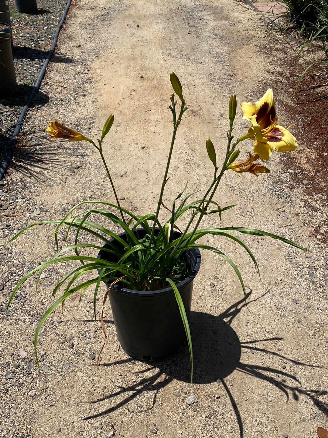 Hemerocallis ‘El Desperado’