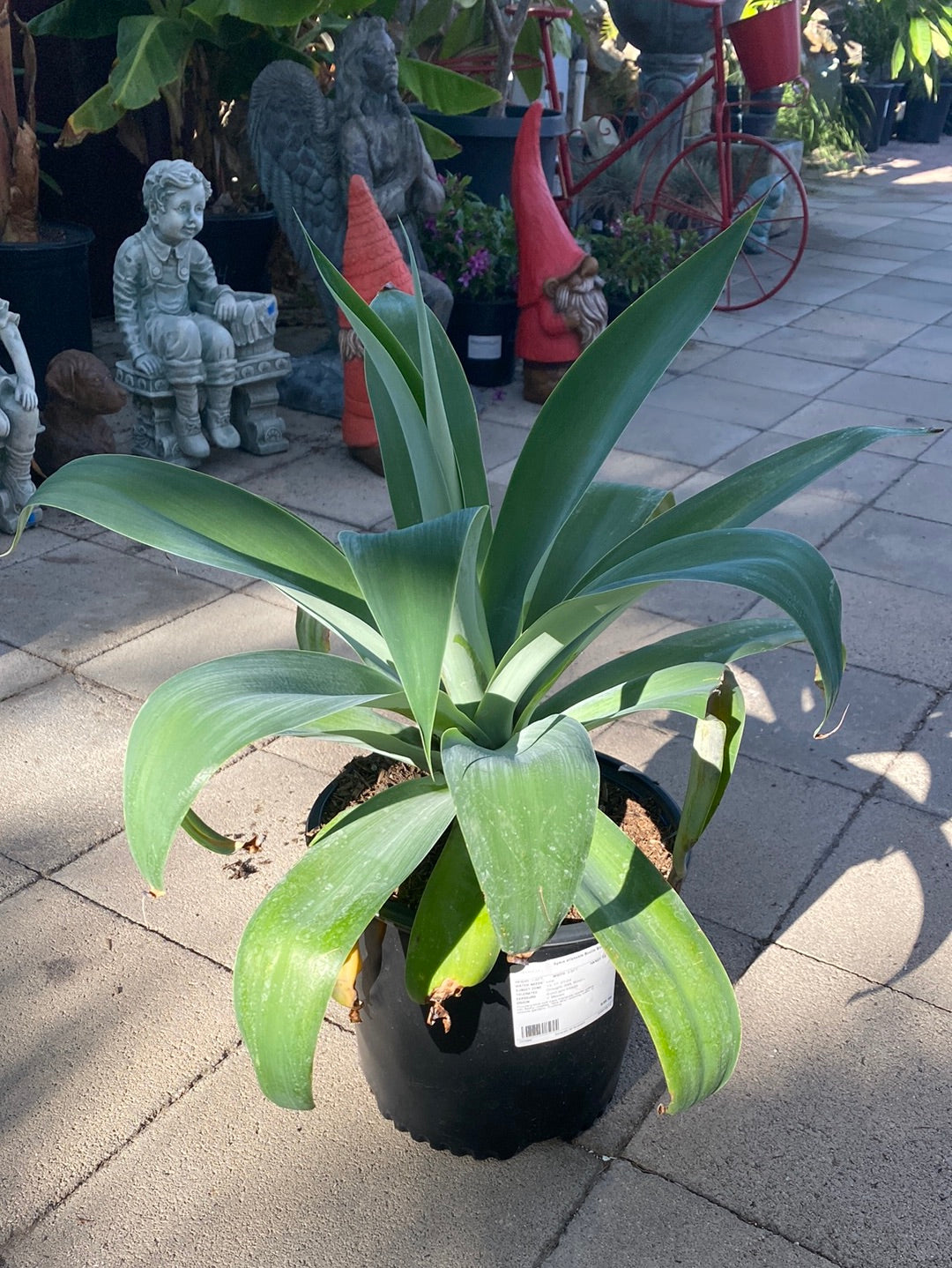 Agave attenuata ‘Boutin Blue’