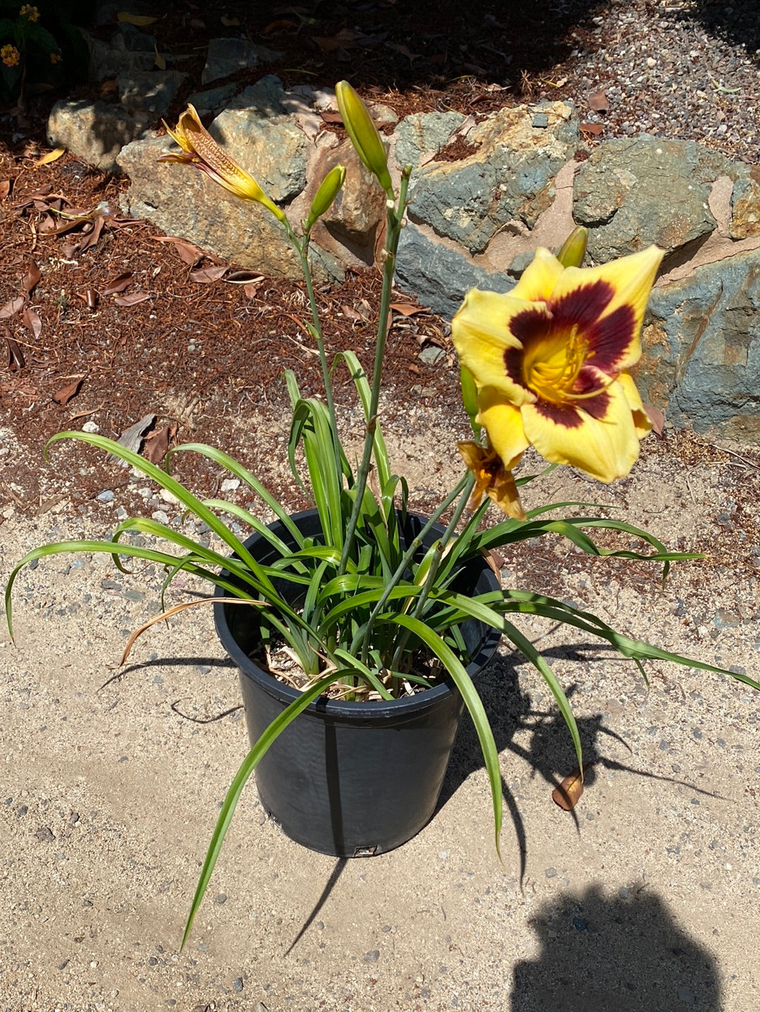 Hemerocallis ‘El Desperado’