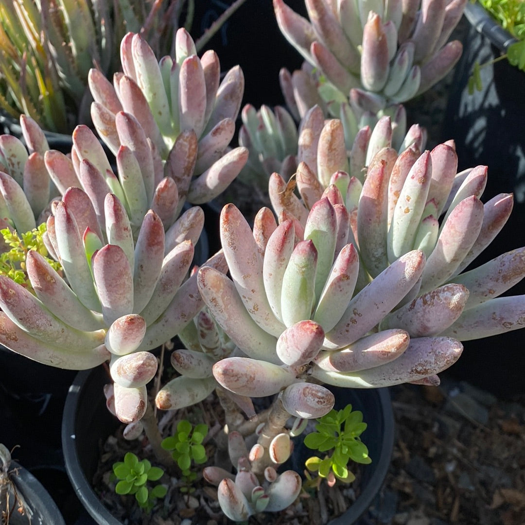 Cotyledon orbiculata ‘Oophylla’