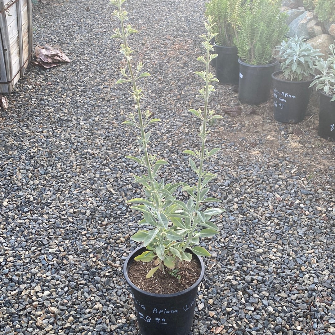 Salvia apiana ‘White Sage’