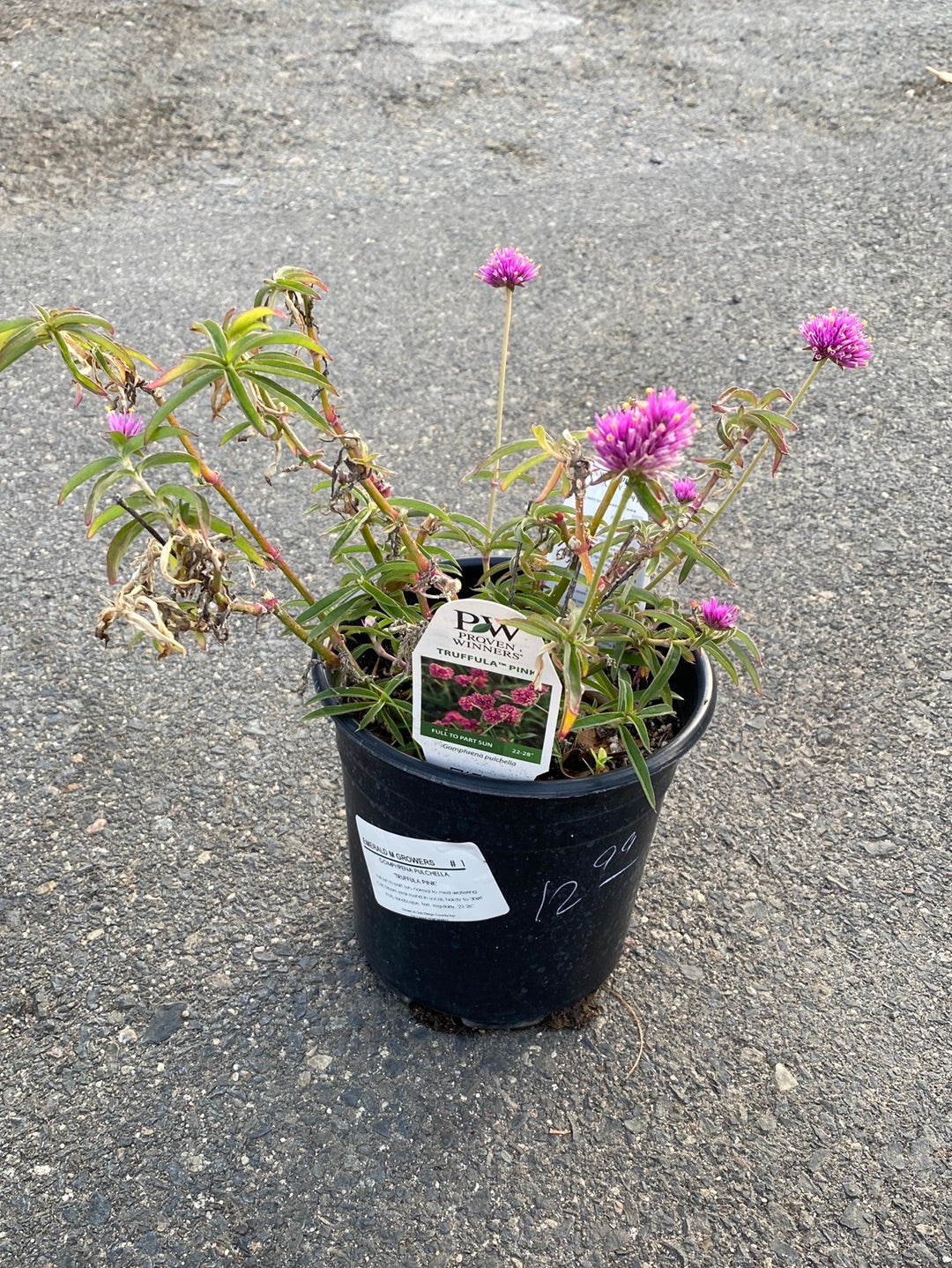 Gomphrena pulchella