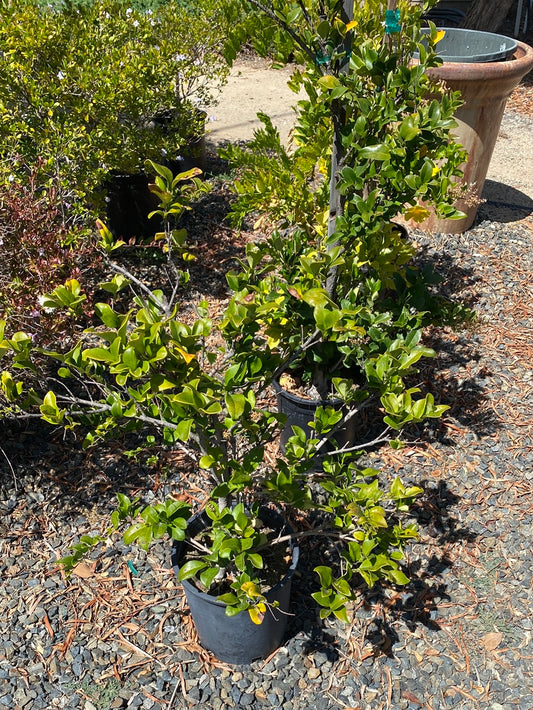 Ligustrum japonicum ‘Texanum’