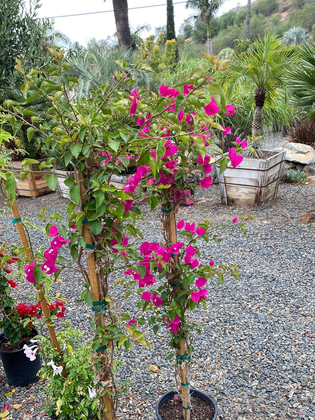 Bougainvillea ‘Miami Pink’